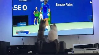Pet Entertainment Episode 6