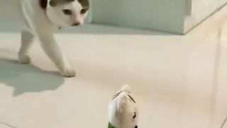 Pet Entertainment Episode 7