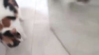 Pet Entertainment Episode 8 2