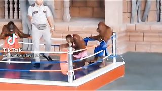 Komedi animal