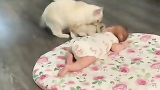 Mother cat placing her cub next to her baby