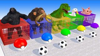 Duck Mammoth Elephant Dinosaur Gorilla Choose The Right Ball ESCAPE ROOM CHALLENGE Animals Cage Game.