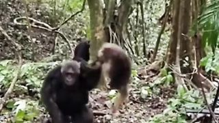 monkey tortured by chimpanzee