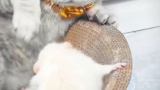 cat vs mouse