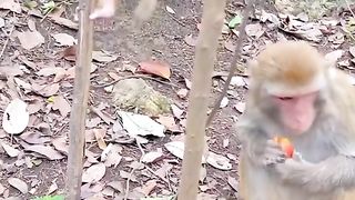 cute smart monkey child