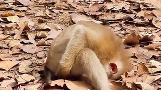 what did the monkey do?