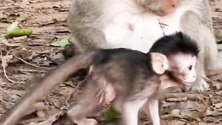 adorable baby monkey