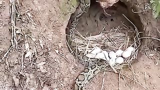 The snake bite