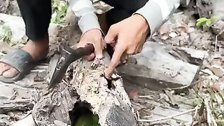 The parrot nest