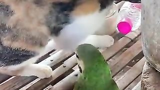 The playful cat and parrot