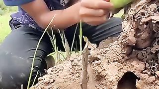 The green parrot and it's family