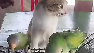 Why you don't eat me