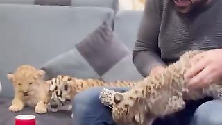 Lion cub