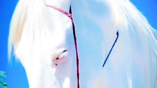 Mashallah beauty king #horse #sikandar #onley_for_you #horse #lover #need #your #your #support #my #chanall#febspot