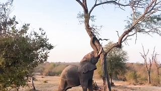 Elephant power