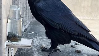 Old story of thirsty crow in video