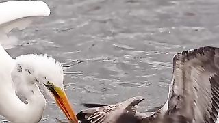 The big bird