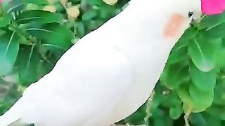 Parrot sitting on the hand of a