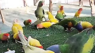 The. Colony of parrots