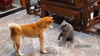 Funny Dog Viral Video 99