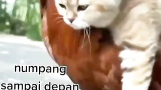 Kucing naik ayam