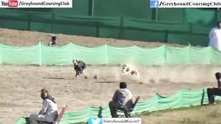 greyhound coursing 2020 | dog race | coursing | racing | wild rabbit