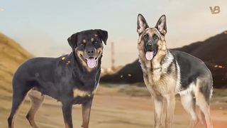 German Shepherd VS Rottweiler