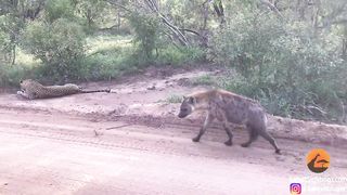 LEOPARD VS HYENA