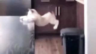 Funny action 50