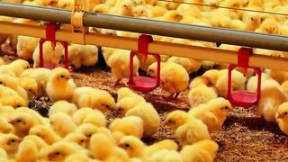 cute and adorable chicks