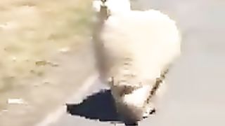 Vidéos_d_animaux_qui_rient_-_animaux_drôles_-_animaux_drôles_#shorts_#funnyanimals????????????????(240p).