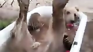 Funny_animals_video_#3_#Shorts_sub(240p).
