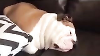 ????????_Drôles_d_animaux_-_Funny_animals_99_#shorts(240p).