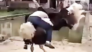 Drôles_d_animaux_-_Funny_animals_-_Animaux_à_mourir_de_rire_23_#shorts(240p).