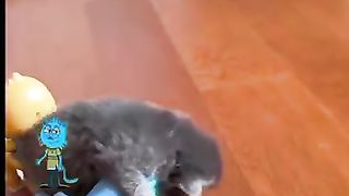 #cat_#catlovers_#shorts_#funnyvideo_#animals_#funnycats_#funnyshorts_#funnyanimals_#cats_#funnyvideo(360p).