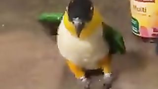 ????????_Drôles_d_animaux_-_Funny_animals_38_#shorts(240p).