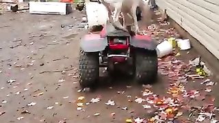 Une_Chèvre_Énergique_#animal_#goat_#short_#babygoat_#funny_#chèvre_#goats_#cute_#funnyanimals_#life(360p).