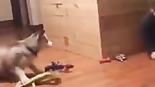 Drôles_d_animaux_-_Funny_animals_-_Animaux_à_mourir_de_rire_33_#shorts(240p).