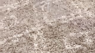 Funny_Animals_Caught_on_Camera_Try_Not_to_Laugh_Challenge_Funny_Meme_Cats_and_Dogs_Cute_Fails_EP_82(360p).