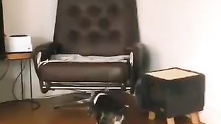 Try_not_to_laugh????_Funny_animals????‖_#shorts__#funnyvideos(360p). 2