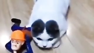 Funny_Animals_Compilation_#shorts_#adorableanimals_#funny_#adorable_#viral_#animals(240p).