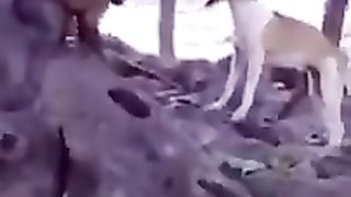 ????????_Drôles_d_animaux_-_Funny_animals_100_#shorts(240p)(1).