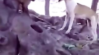 ????????_Drôles_d_animaux_-_Funny_animals_100_#shorts(240p).