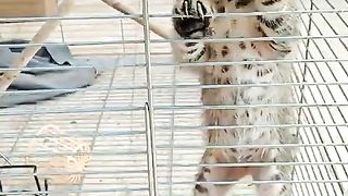 Cute_baby_tiger????___#shorts_#tiger_#shortsfeed__#trending_#trendingshorts_#funny_#animals__#ytshorts(480p).