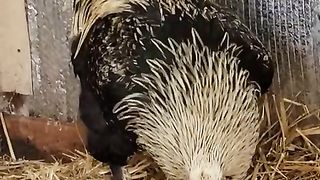 mon_cute_chicken_#shorts_#video_#viral_#songs_#funny_#animals_#animals(480p).