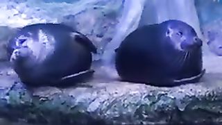 Cette_otarie_fait_des_gratouilles_à_une_congénère_!_#shorts_#otarie_#funny_#animals(240p).