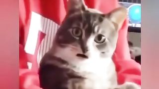 #shorts_funny_animals_drôle__nature_video_animaux_rigolo_12(480p).