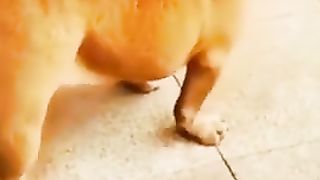 #shorts #shortsvideo #funny #Animaux
