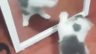 Drôles_d_animaux_-_Funny_animals_-_Animaux_à_mourir_de_rire_43_#shorts(240p).