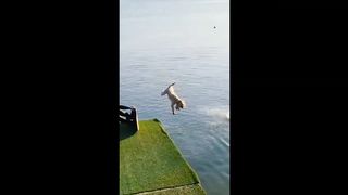 Drôles_d_animaux_-_Funny_animals_6_#shorts(720p).